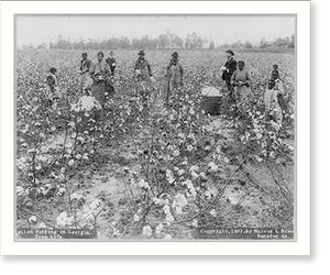 Historic Industry - Cotton picking in Georgia - Historic Wall Art Gift