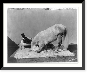 Black & White Photo - Prince Albert, Cuthbertson's famous educated horse