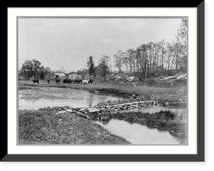 Historic Framed Print, [W. Va. - Charleston vicinity - views of Harewood, the estate of Samuel Washington: Vale...looking northwest" Cattle near pond]",  17-7/8" x 21-7/8"
