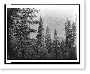 Historic Landscape - Yosemite National Park, California - Trees with Nor