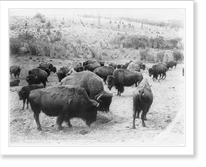 Antique Scenic Print - Buffalo - Close-up of herd grazing