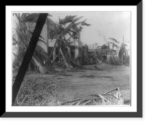 Historic Framed Print, [Scene of hurricane damage in Miami, Florida; fallen palm trees around large homes],  17-7/8" x 21-7/8"