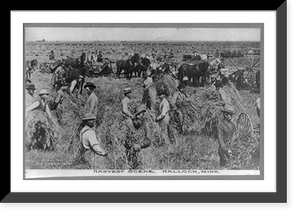 Historic Framed Print, [Harvesting scene, Hallock, Minnesota],  17-7/8" x 21-7/8"