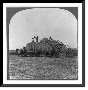 Historic Framed Print, [Loading millet with hay loader],  17-7/8" x 21-7/8"