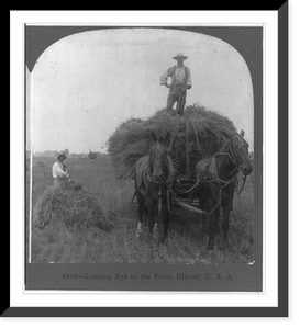 Historic Framed Print, Loading rye in the field, Illinois,  17-7/8" x 21-7/8"