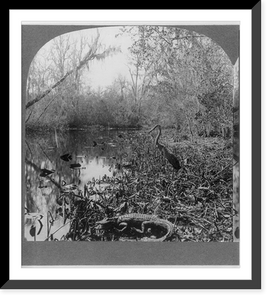 Historic Framed Print, Denizens of the Ocklawaha River, Fla.,  17-7/8" x 21-7/8"