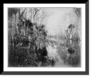 Historic Framed Print, [Ocklawaha River, Florida],  17-7/8" x 21-7/8"