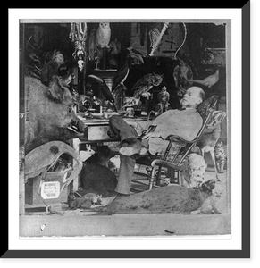 Mounted animals: Taxidermist in chair with eyes closed in room full of mounted animals and birds, Vintage Print