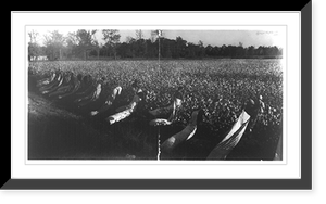 23 African-Americans with long sacks, picking cotton, Wilson, Arkansas, Vintage Print