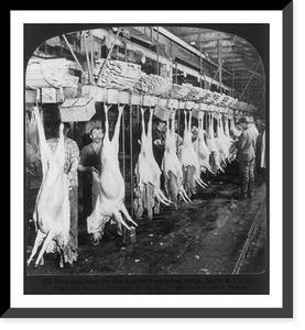 Chicago - Meat Packing Industry - Swift & Co.'s Packing House: dressing lamb for the market, removing the pelts, Antique Print