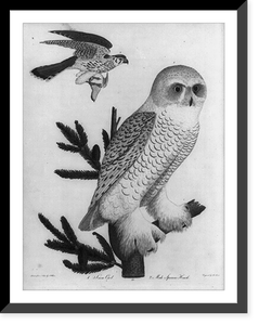Snow Owl and Male Sparrow Hawk, Antique Wall Art