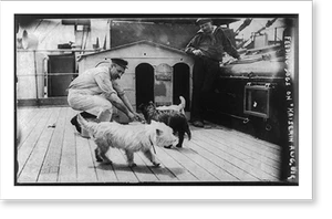 Historic Photo Print - Feeding dogs on KAISERIN AUGUSTE VICTORIA, 1910