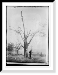 Historic Framed Print, Tree stripped by Geneva, N.Y. cyclone,  17-7/8" x 21-7/8"