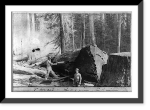 Historic Framed Print, Vance's Logging Claim: man sawing through large log; boy standing in foreground,  17-7/8" x 21-7/8"