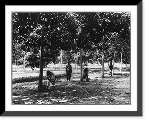 Rubber plantations, Java?, 1914: collecting latex & cupwashing, Sikassim Estate, Antique Poster