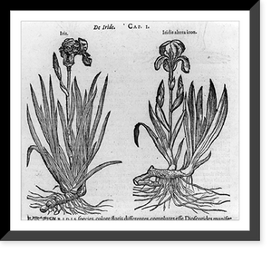 Illustrations of plants: Iris and Iridis altera icon, Vintage Poster