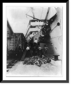 United Fruit Co. activities, 1948: unloading fruit from railcar to freighter, Historic Print