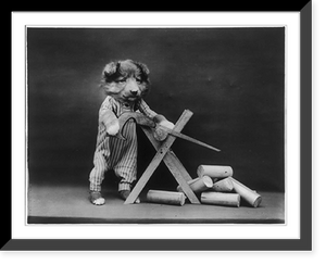 Dogs dressed as humans and posed in human situations: puppy using sawhorse to saw wood, Vintage Print