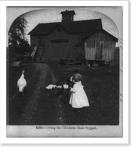 Vintage Photo Print - Giving the chickens their supper