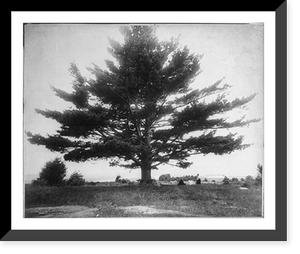 Historic Framed Print, Whittier Pine,  17-7/8" x 21-7/8"