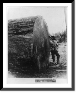 Fir log, suppsed to be 129 years older than Methusela, Vintage Wall Art