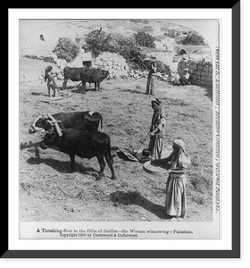 Historic Framed Print, A threshing floor in the hills of Galilee - the women winnowing Palestine,  17-7/8" x 21-7/8"