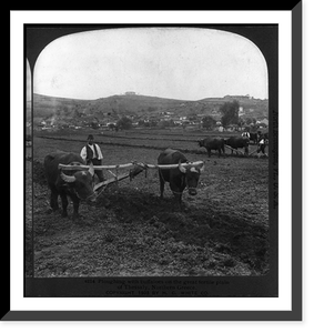 Ploughing with buffaloes on the great fertile plain of Thessaly, Northern Greece, Antique Wall Art