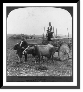 Primitive Greece - old solid wheel carts still used on the Plain of Thessaly, Antique Wall Art