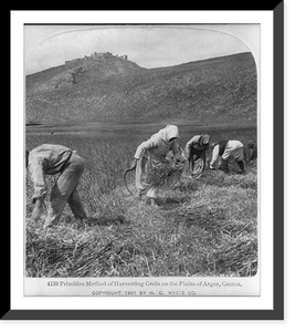 Primitive method of harvesting grain on the plains of Argos, Greece, Vintage Print