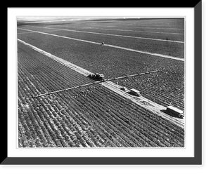 Aerial view of tomatoes being harvested with the use of a large machine at the B & L Farm Company in the Homestead-Redland Region near Miami, Fla, Antique Poster