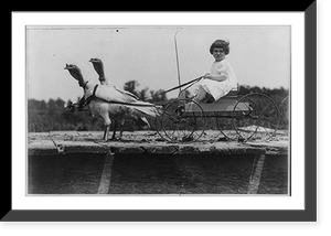 Turkeys' morning exercise, Antique Poster