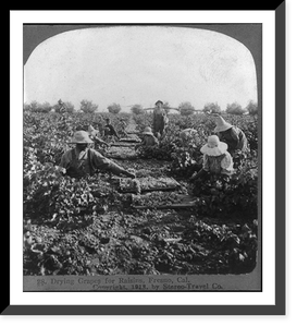 Drying grapes for raisins, Fresno, Cal. Classic, Historic Print