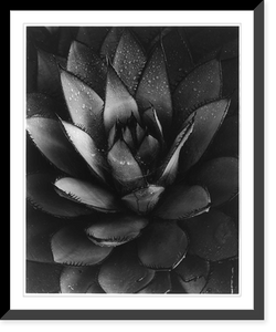 Historic Framed Print, [Spiney Succulent Leaves],  17-7/8" x 21-7/8"