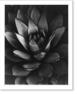 Antique Photo Print - Spiney Succulent Leaves - Framed Wall Art Gift Idea