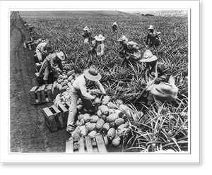 Antique Photo Print - Picking pineapples, Hawaii - Vintage Wall Art Gift