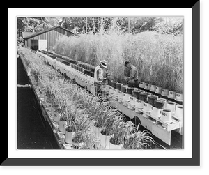 Historic Framed Print, [Pots of soil at the Hawaiian Sugar Planters' Association experiment station on Honolulu],  17-7/8" x 21-7/8"