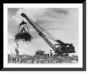 Historic Framed Print, [Crane being used in harvesting sugar cane],  17-7/8" x 21-7/8"