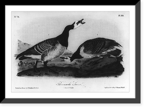 Historic Framed Print, Barnacle Goose,  17-7/8" x 21-7/8"