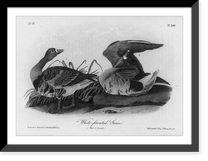 White-fronted Goose, Vintage Print
