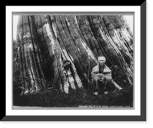 Historic Framed Print, Cascade Mountains, near Seattle, Wash.: [Samson, an old sasquatch Indian, seated in front of a huge tree trunk],  17-7/8" x 21-7/8"