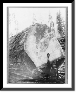 Historic Framed Print, Cascade Mountains, near Seattle, Wash.: [Man reacing toward top of huge fir log],  17-7/8" x 21-7/8"