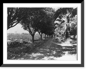 Historic Framed Print, A vineyard at Fresno, Calif.,  17-7/8" x 21-7/8"