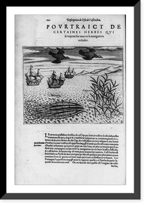 Historic Framed Print, Description de l'Isle de l'Ascension. Pourtraigt de certaines herbes...,  17-7/8" x 21-7/8"