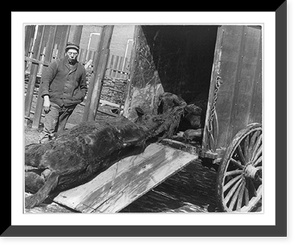 Dead animal wagon in operation Classic, Vintage Poster