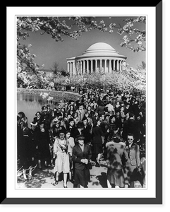 Large crowd looking at cherry blossoms around Tidal Basin in front of the Jefferson Memorial, Vintage Print
