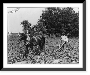 African American man with horse cultivating cotton with plow, N.C, Vintage Poster