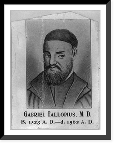 Vintage Photo Print - Gabriel Fallopius, 1523