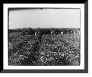 Historic Framed Print, [Harvesting sugar cane in Louisiana],  17-7/8" x 21-7/8"