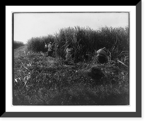 Historic Framed Print, [Harvesting sugar cane in Louisiana] - 2,  17-7/8" x 21-7/8"