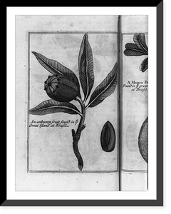 Historic Framed Print, Unknown fruit",  Brazil",  17-7/8" x 21-7/8"